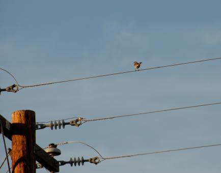 Free Stock Photo of Sparrow on a Wire