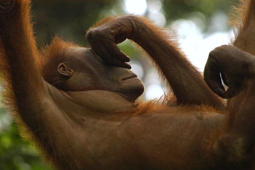 Free Stock Photo of Orang