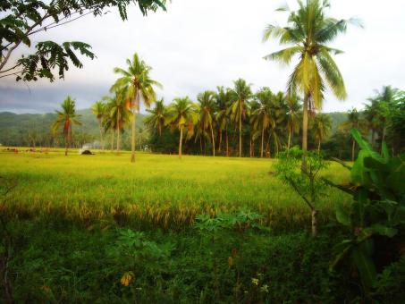 Free Stock Photo of Rice field