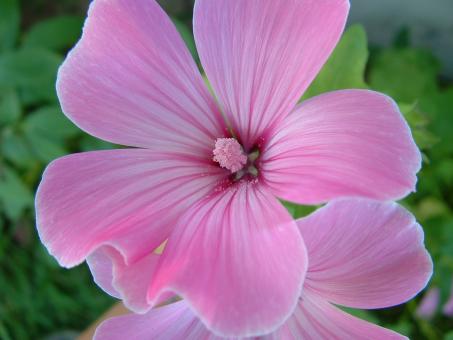 Free Stock Photo of Pink Flower