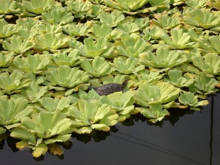 Free Stock Photo of Turtle on Lilies