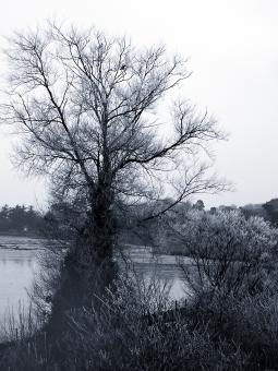 Free Stock Photo of Winter tree