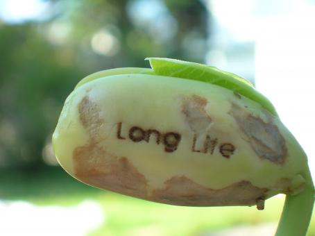 Free Stock Photo of Long Life