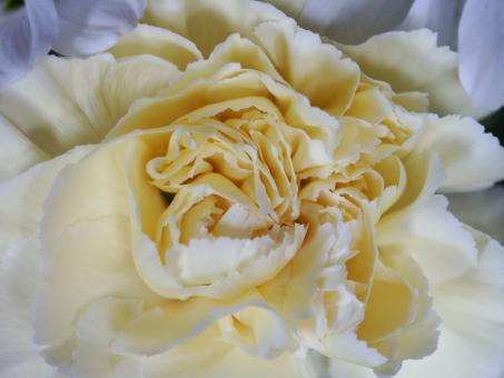 Free Stock Photo of White Rose
