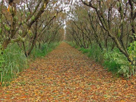 Free Stock Photo of Orchard in the Fall