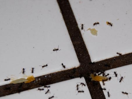Free Stock Photo of Black Ants Hard at Work