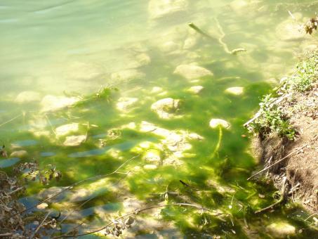 Free Stock Photo of Bog