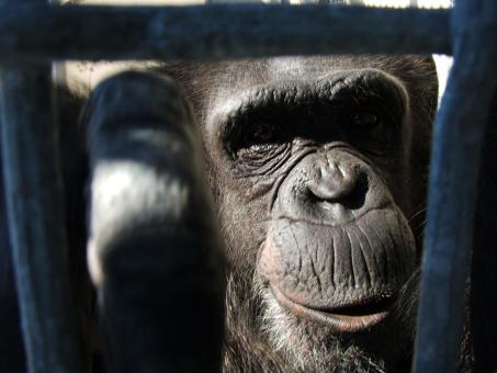 Free Stock Photo of Retired Chimp
