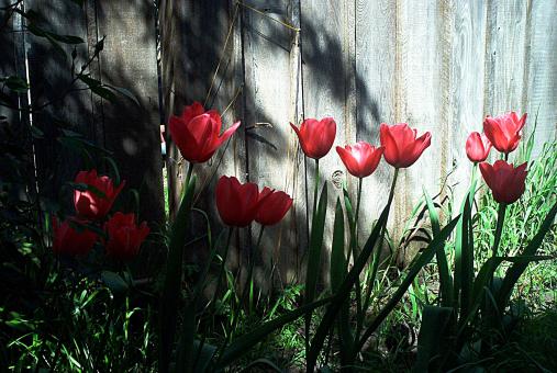 Free Stock Photo of Tulips