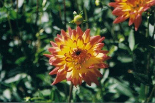 Free Stock Photo of Flower