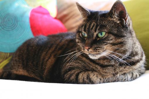 Free Stock Photo of Pillows Cat