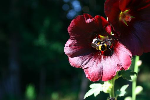 Free Stock Photo of Ibiscus Bee