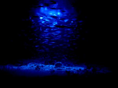 Free Stock Photo of Strange Aquarium