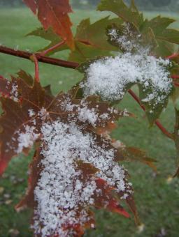 Free Stock Photo of Fall or winter