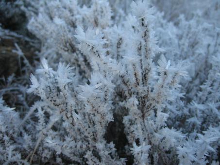 Free Stock Photo of Iceflower