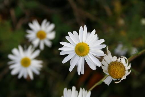 Free Stock Photo of White flowers