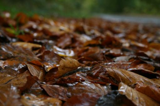 Free Stock Photo of Forest floor