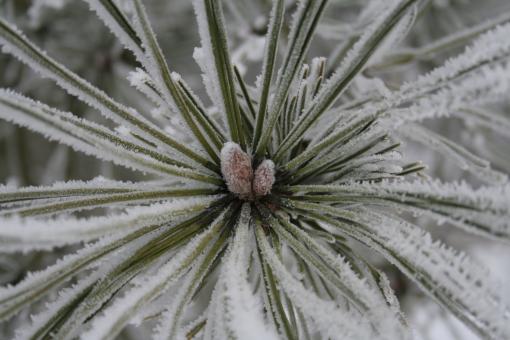 Free Stock Photo of Frozen flower