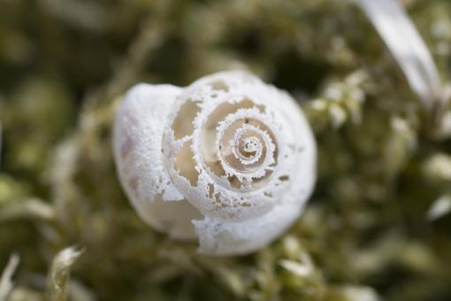Free Stock Photo of Sea shell