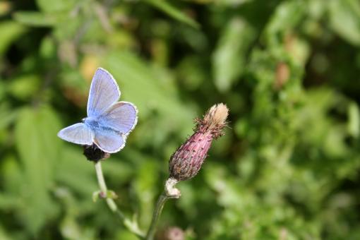 Free Stock Photo of Soft blue butterfly