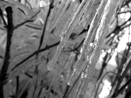 Free Stock Photo of Icicles II