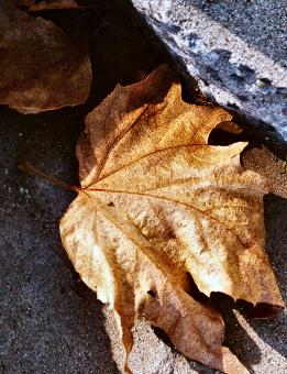Free Stock Photo of Crunchy