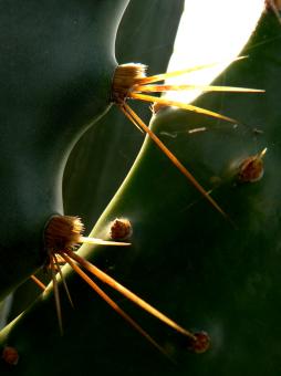 Free Stock Photo of Blossom at dawn