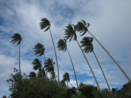 Free Stock Photo of High Flying Trees