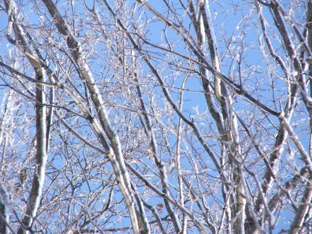 Free Stock Photo of Tree at winter