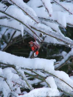 Free Stock Photo of Frozen berries