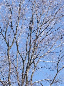 Free Stock Photo of Tree at winter
