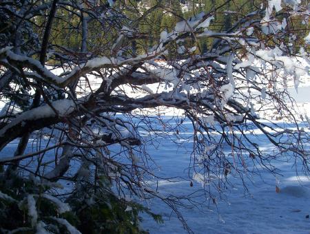 Free Stock Photo of Snowy branches