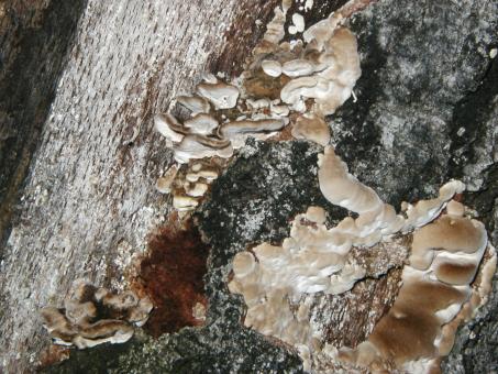 Free Stock Photo of Fungus and Tree Bark Texture
