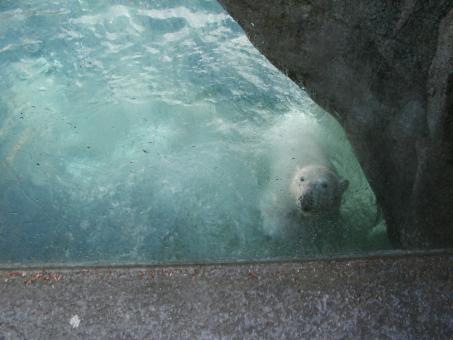 Free Stock Photo of Polar Bear