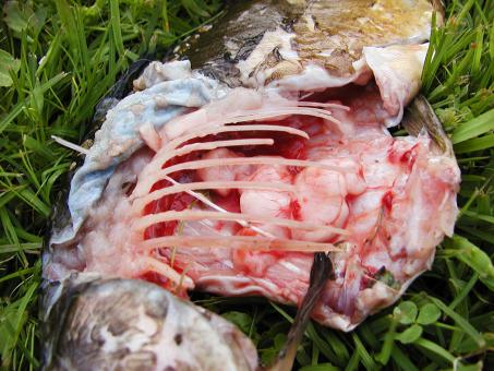 Free Stock Photo of Dead fish