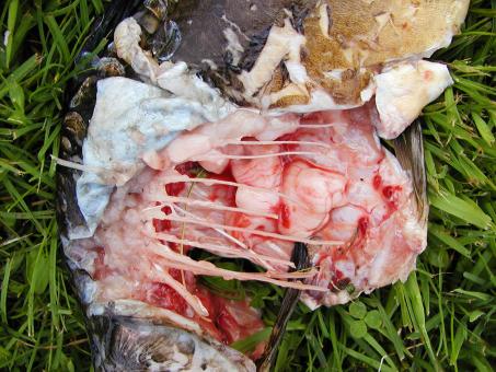 Free Stock Photo of Dead fish