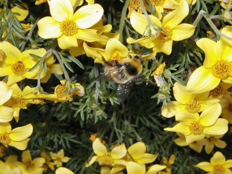 Free Stock Photo of Summer Bumblebee