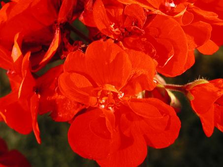 Free Stock Photo of Red flower