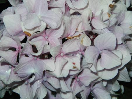 Free Stock Photo of Dying flower