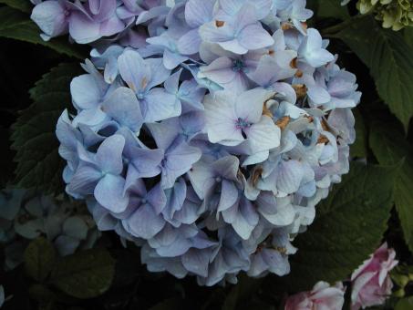 Free Stock Photo of Dying flower