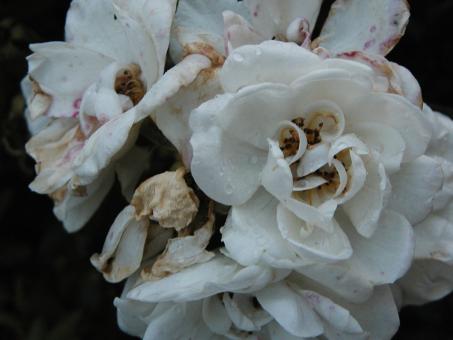 Free Stock Photo of Dying flowers