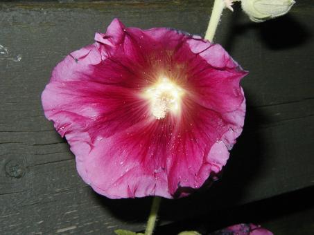 Free Stock Photo of Pink flower