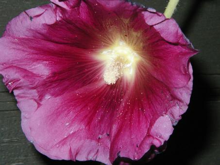 Free Stock Photo of Pink flower
