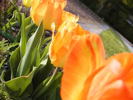 Free Stock Photo of Orange flowers