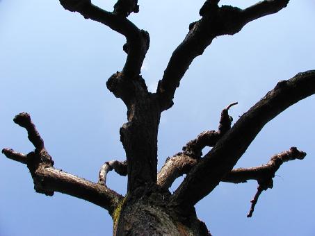 Free Stock Photo of Bare tree