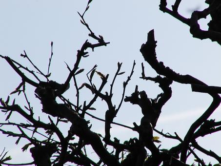 Free Stock Photo of Bare tree