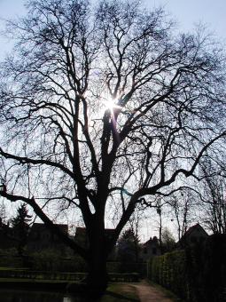 Free Stock Photo of Bare tree