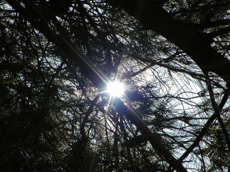 Free Stock Photo of Tree branches in the sun