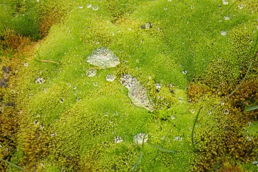 Free Stock Photo of Green moss