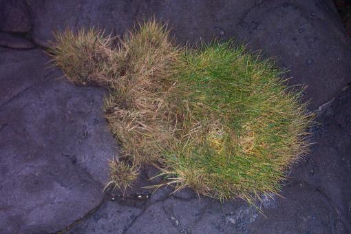 Free Stock Photo of Grass on rock